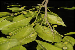 Reinwardtiodendron anamalaiense